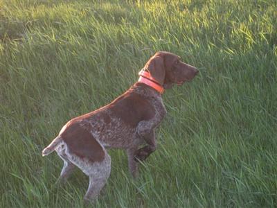 Dogs - German Shorthaired Pointer